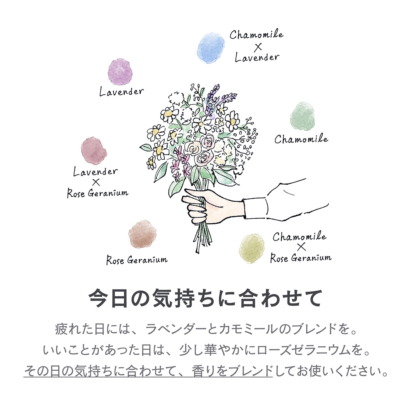 【リフィル】ランドリー柔軟剤ジェントリー カモミール